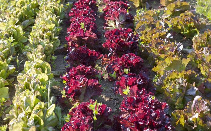 Farm fresh to the restaurant table Green Valley Farm at Crystal Springs offers a variety of produce for the resort's many restaurants.