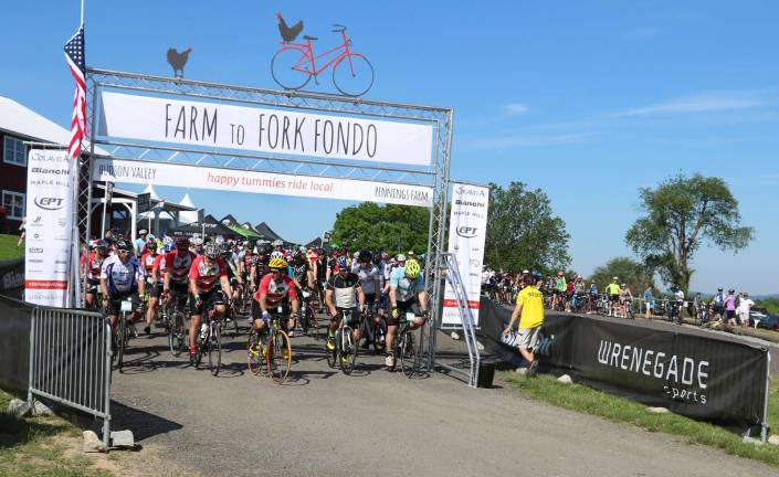More than 500 cyclists participate in Orange County's Farm to Fork Fondo Photos by Roger Gavan And they're off: On Sunday morning, June 11, more than 500 cyclists rode from Pennings Farm and Cidery in distance options for cyclists of all abilities. The event, þÄúFarm to Fork Fondo,þÄù was presented by Wrenegade Sports LLC and hosted by Pennings Farm Cidery and Pennings Market.