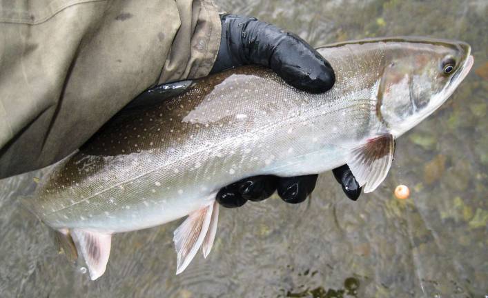Library hosts program with Harvey Greenwald abouttrout fishing Harvey Greenwald has had a love of rivers and trout fishing since he got his first grown-up haircut.