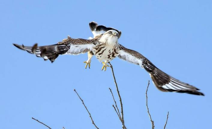A Rough-legged Hawk takes flight from the very top branches of a tree along Glenwood Road in Warwick. These hawks hunt for mice and voles in the Black Dirt flatlands, the same food source consumed by the year-round Red-Tailed Hawks, American Kestrels, Northern Harriers and Short Eared Owls. The Rough-legged Hawk, whose wingspan averages 52 inches, will return back to the arctic tundra where it spends the summer capturing lemmings and tending to their cliff isle nests. Photos by Robert G. Breese.