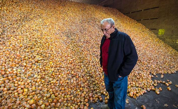 Trump and onions Sam Cavallaro in the onion drying room at AJ Cavallaro and Sons farm on Big Island Road in the Town of Goshen.