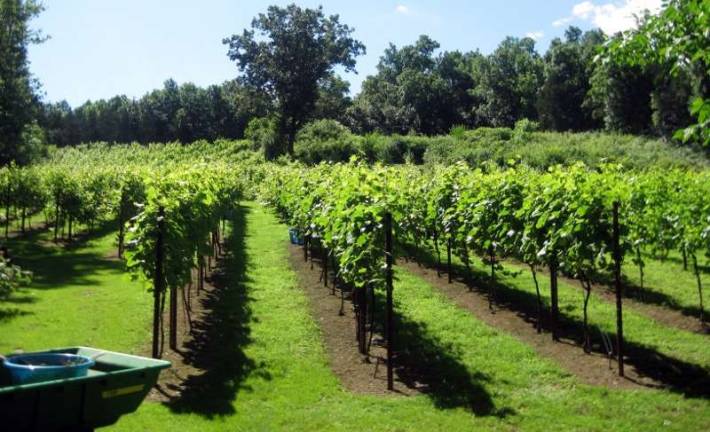 Clearview Vineyard joins Shawangunk Wine Trail Source: www.clearviewvineyard.com This is a view of the Clearview Vineyard from last June.