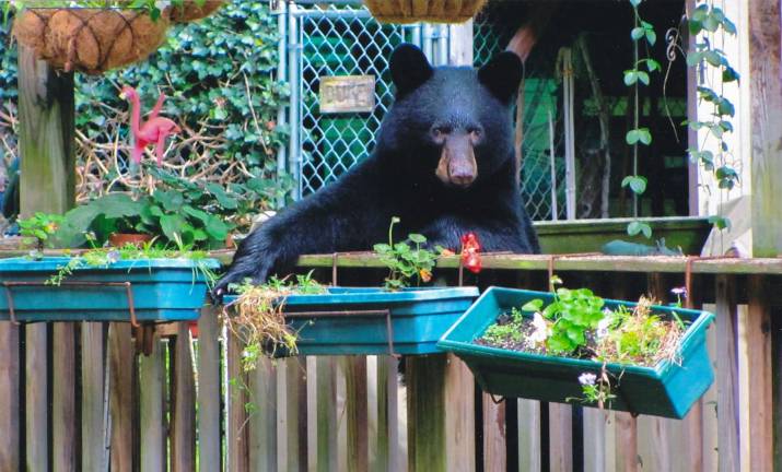 Bear-foot in the garden Bear-foot in the garden