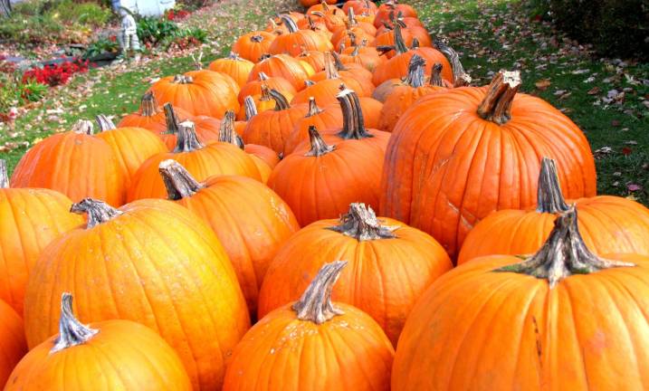 Pumpkin season in Warwick Pumpkin season in Warwick