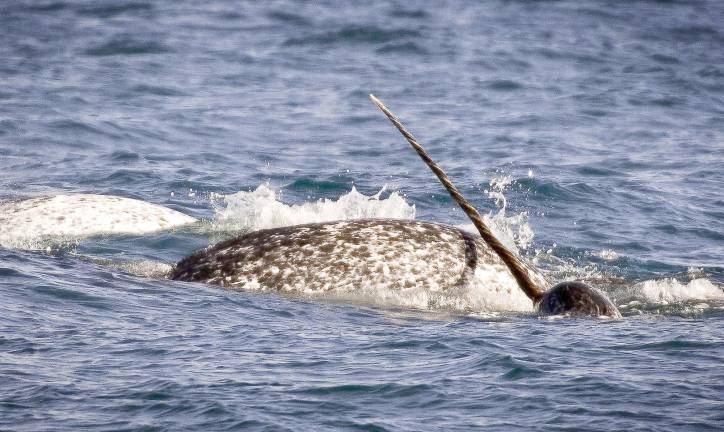 SUNY Orange alumus Joseph Meehan will present The Kingdom of the Arctic Narwhal 'The Unicorn of the Sea' A narwhal