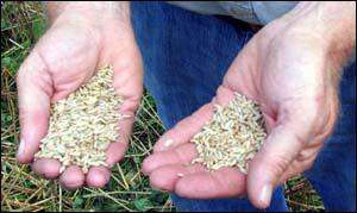 Harvesting grain returns to Warwick Harvesting grain returns to Warwick