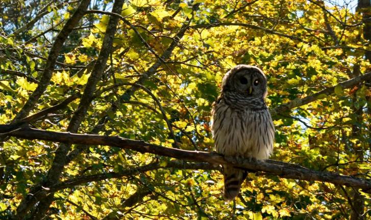 What a hoot What a hoot