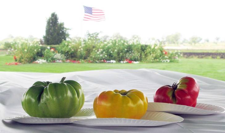 Big tomatoes Photo by Peter Lyons Hall First prize in the the first Biggest Tomato Contest, announced by Scheuermann Farms & Greenhouses, went to Darryl Slate, Highland Lakes, N.J.,with his 1 lb. 11 oz. green tomato. Second prize went to Stella Muehlbauer of Warwick with her 16 oz. yellow tomato. And third place was awarded to Steve Carras, also of Warwick, with his 15 oz. red tomato.