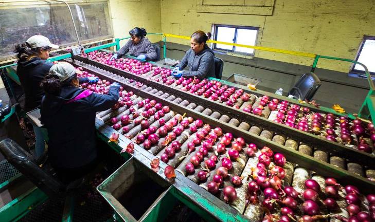 Trump and onions Workers at AJ Cacallaro and Sons in Goshen.