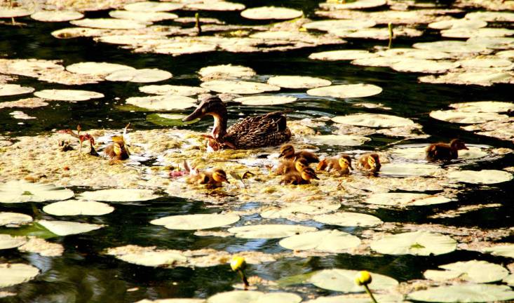 Why a duck - or ducklings? Why a duck - or ducklings?