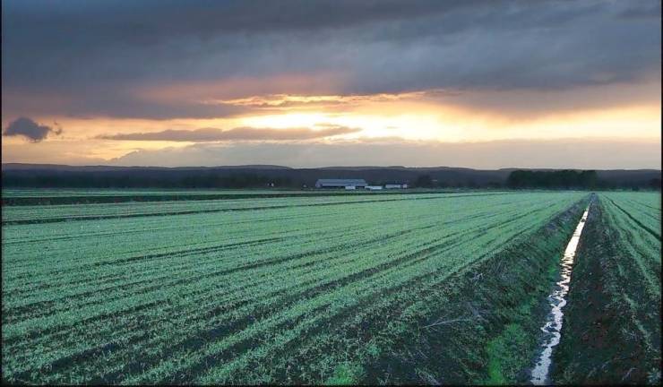 This photo by Robert G. Breese captures April showers on a Black Dirt field. Since its founding in 1961, the mission of the Pine Island Chamber of Commerce has been to promote prosperity in the business community, support and enhance the uniqueness of the region, and to enrich the lives of all residents through community spirit and cooperation.