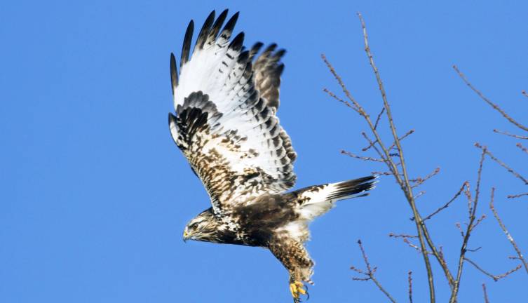 Correction Photo by Robert G. Breese