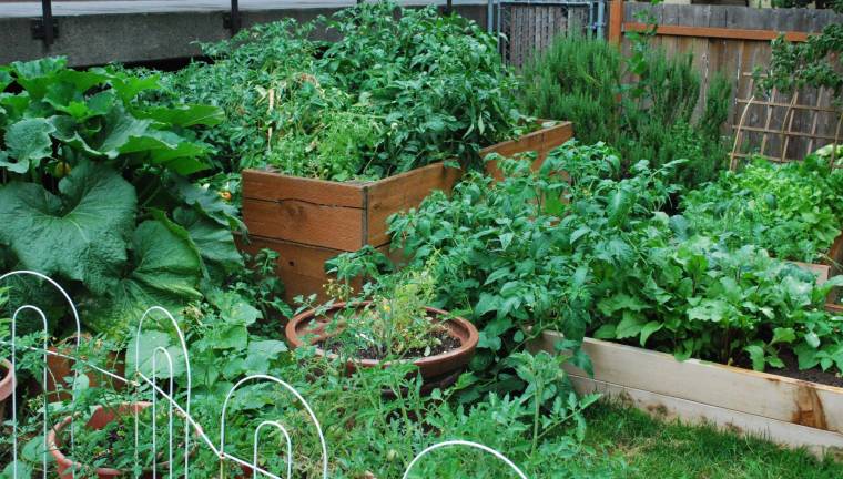 Community Garden to hold planning meeting on Feb. 1 Photo illustration