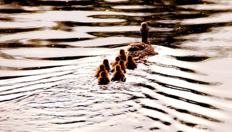 Why a duck - or ducklings? Why a duck - or ducklings?