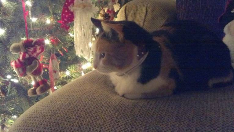 Only 2 days left to vote! Submitted by: Anita Warren-Hampson of Sparta, N.J. "Brandie enjoys her daily rounds of standing guard and watching over the ornaments on our holiday Christmas tree!"