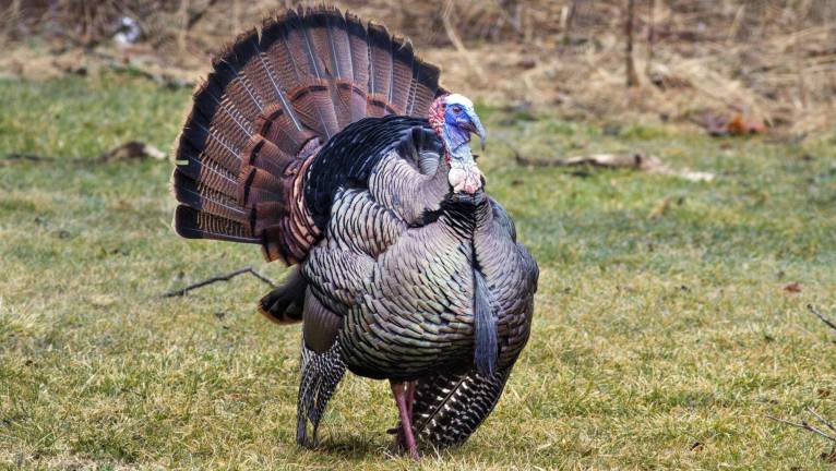 Some thoughts about Thanksgiving Photo by Robert G. Breese
