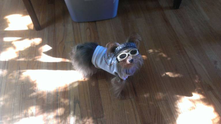 Pampered pets Submitted by Lisandra Arlequin of Chester, N.Y. "Jules getting ready to go out to the dog park."