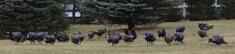 Wild turkeys Wild turkeys