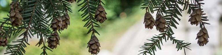 First 3 Pines Nature Place program begins Jan. 23 at Warwick Valley Community Center The Warwick Valley Community Center's first 3 Pines Nature Place program begins Tuesday, Jan. 23.