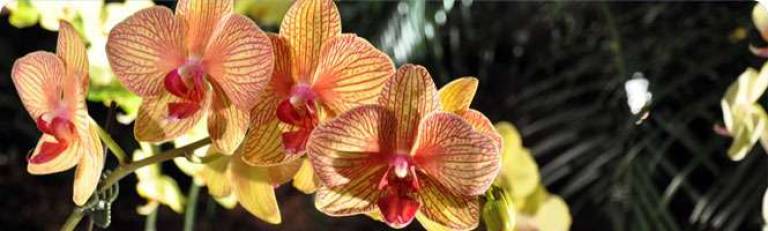 Cooperative Extension sponsors bus trip to Philadelphia Flower Show Photo illustration