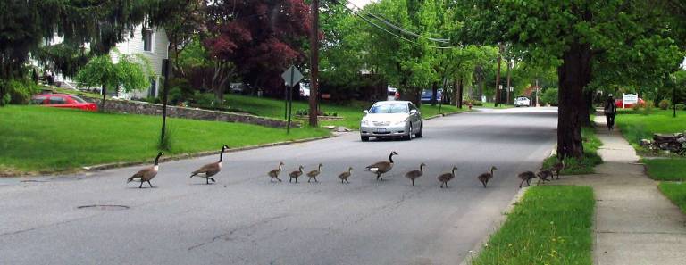 Everybody breaks for a family of geese Everybody breaks for a family of geese