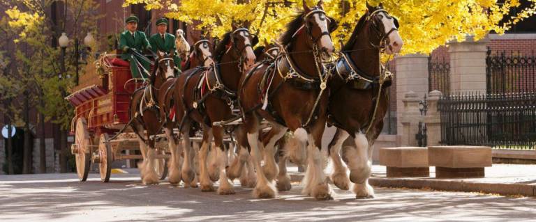 The world-famous Budweiser Clydesdales, in conjunction with Dana Distributors, Inc., will make an appearance at the 104th Orange County Volunteers Fireman Parade/150th Warwick Valley Fire Department celebration at Veterans Memorial Park on Saturday, Sept. 28.