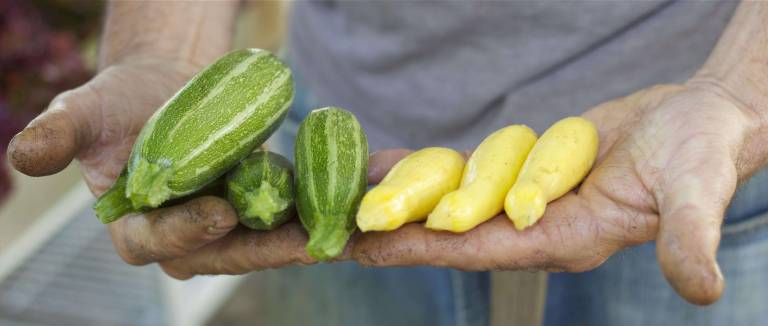 Farm fresh to the restaurant table Zucchini and squash.
