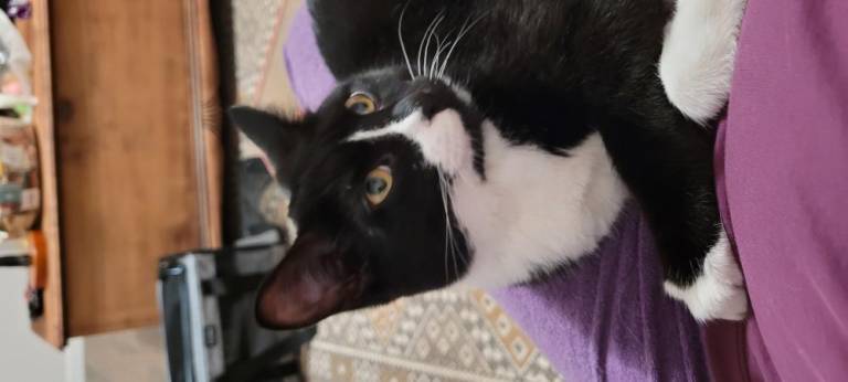 Warwick Wildcats Mingus, another Warwick Valley Humane Society rescue kitty. Photo submitted by Diane Blanton.