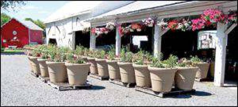 Seven dozen hanging baskets and planters now decorate Warwick Seven dozen hanging baskets and planters now decorate Warwick