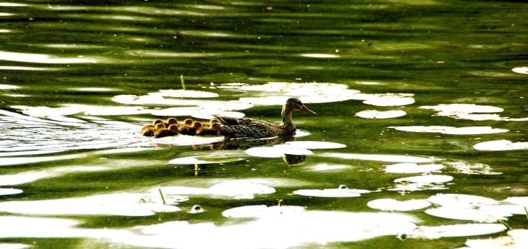 Why a duck - or ducklings? Why a duck - or ducklings?