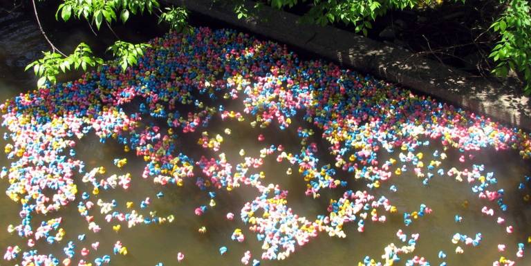 Warwicks 22nd Annual Duck Derby raises nearly $20,000 Almost 4,000 rubber ducks head for the finish line just beyond the Main Street bridge.