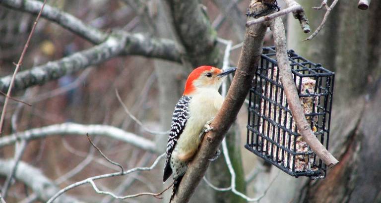 Foxes and chickens, birds and snakes Provided photo Learn to identify Winter Birds at your outdoor feeder on Saturday, Jan. 5, at 10 a.m. at the Outdoor Discovery Center in Cornwall.