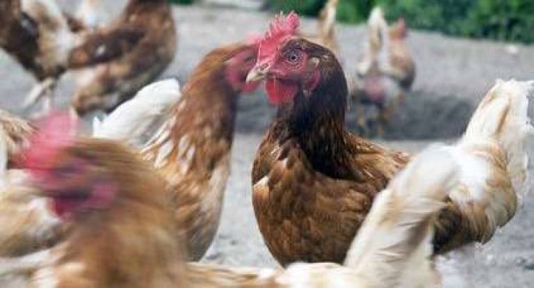 Cornell Cooperative sponsors program for backyard poultry keepers Cornell Cooperative sponsors program for backyard poultry keepers