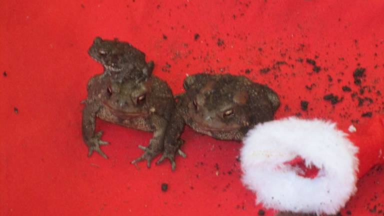 Only 2 days left to vote! Submitted by: Bonnie Sue Bastin of Newton, N.J. "Three Christmas Toads."