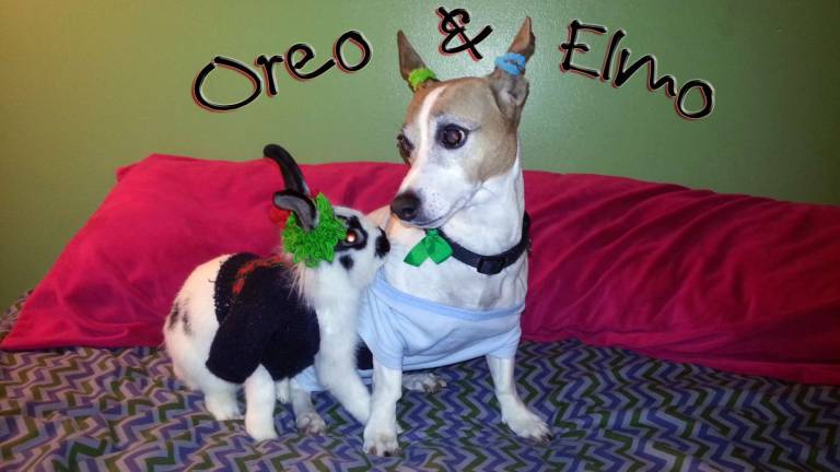Pampered pets Submitted by Rosemaria Gebbia of Milford, Pa. "My daughter Rosie wanted to take this dress-up one step further by applying make-up onto our pets. Oreo & Elmo discussed it, as seen in photo, then decided against it. Smart pets."