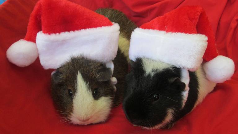 Only 2 days left to vote! Submitted by: Bonnie Sue Bastin of Newton, N.J. "Snickers and Oreo. Classroom Guinea Pigs."
