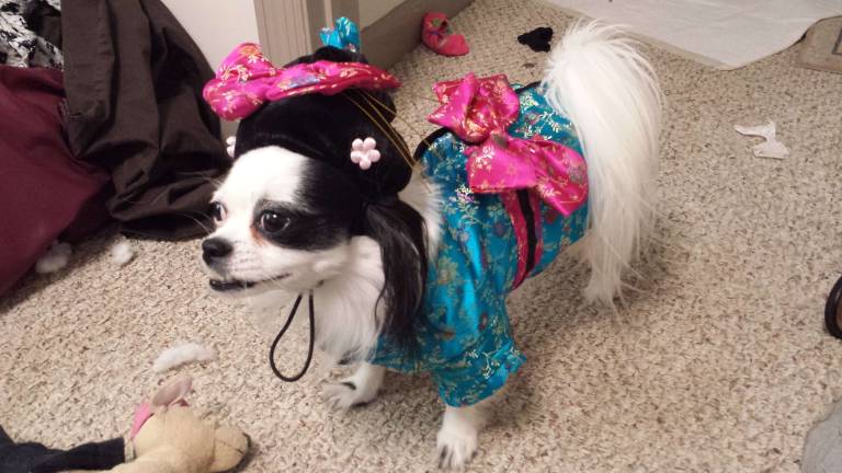 Pampered pets Submitted by Rebecca Rivera of Chester, N.Y. "Geisha Doll. Frufe, four year old Japanese Chin mix. She's trying on her halloween costume for Chester Annual Halloween parade 2013. She loves playing dress up with her momma."