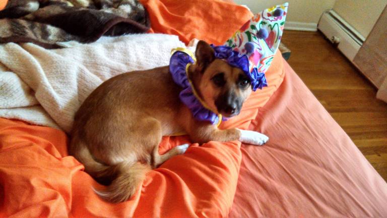 Pampered pets Submitted by Jasmine Francisco of Parsippany, N.J. "This should be a kid's show- Silly time with Optimus Prime, cutest clown out there! Transforms from clown, to adorable pup, to complete menace! No batteries necessary!"