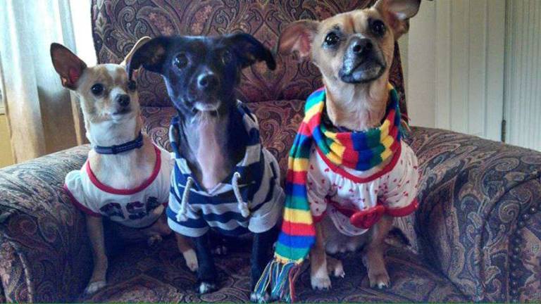 Pampered pets Submitted by Jennifer Benson of Highland Lakes, N.J. Peanut, Trixie and Maggie posing for a picture.
