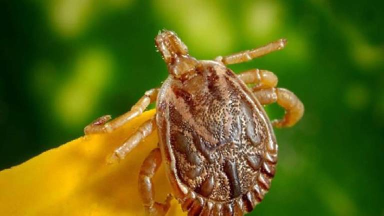 Health officials warn of new species of tick found in state Longhorned tick (NYS Department of Health)