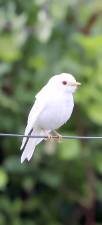 Photographer Kyle Knapp, who lives in Warwick, shared this extraordinary image of an Albino Eastern Bluebird. He wrote: “This past weekend was one of those ‘rare’ occurrences in bird photography. On a private farm, I was lucky enough to capture a glimpse of a true albino Eastern Bluebird. Truly a once in a lifetime experience.” According to the website Sialis.org by the birder who goes by the name Bret: “Albinism is a genetic (inherited) condition resulting in a complete lack of production of melanin pigmentation in the eyes, skin and feathers. Albinos are extremely uncommon. Leucism is also a genetic mutation. Leucistic birds have dilute, paler/ whitish plumage overall. A faint pattern may be visible. Leucism is also uncommon, but is more common that albinism. Some other color abnormalities may be due to disease, diet/malnutrition or injury, or other factors.”