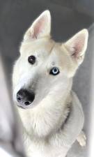 Meet COMET!
