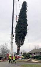 Crews cut this Norway Spruce from the Cedar Drive property of Carol Schultz in the Village of Florida Thursday morning and begin prepping it for the journey to Rockefeller Center. The tree will be lit on Wednesday, Dec. 4.