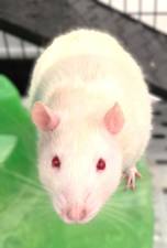 Meet Ratmus