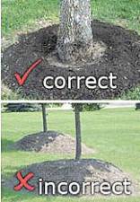 Tree Talk: Volcano mulching