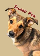 Meet Sweet Pea