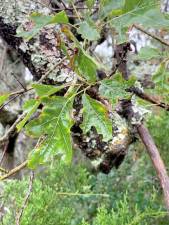 Watch out for oak wilt disease, says Shade Tree Commission