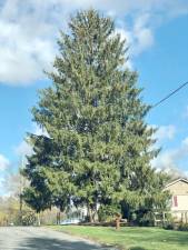Carol Schultz planted a Norway Spruce in her front yard in the Village of Florida in 1959. The tree grew to 77 feet tall and 46-feet wide and was selected as the 2019 Rockfeller Center Christmas Tree.