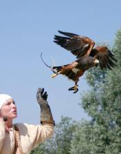 Falconry is among the wildlife related skills the DEC will license.