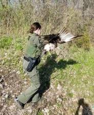 Photo provided by the DEC Environmental Conservation Police Officer Melissa Burgess assisted with the rescue of a vulture that had been struck by a vehicle along Route 17M in Chester earlier this month.